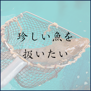 珍しい魚を扱いたい