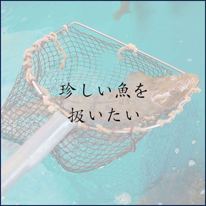 珍しい魚を扱いたい