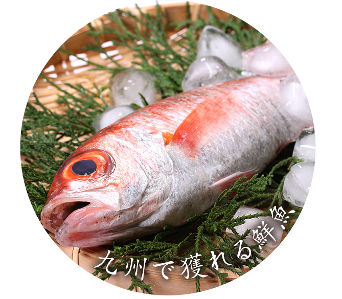 魚を持つ手元