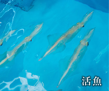 活魚